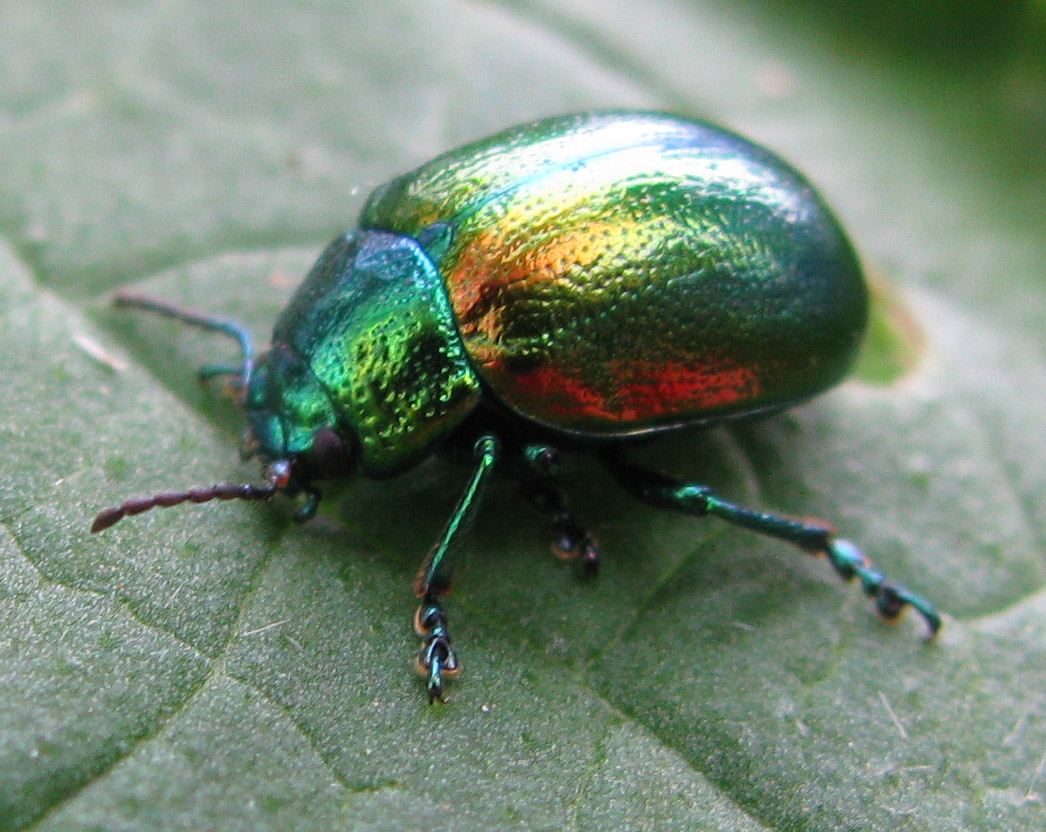 Chrysomelidae  da identificare